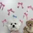 바른 애견 이미지