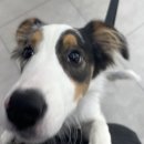 멍멍하개 이미지