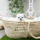 아담스펫 강아지분양 고양이분양 일산점 | 고양시강아지분양으로 입소문이 자자한 유앤미펫 강아지분양 고양이분양 일산점