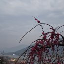 강숙이농장 Daum카페