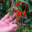 건구농장 이미지