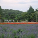 라벤더프렌즈 이미지