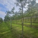 공도읍자치센터 주차장 | 법인형 안성 수목장의 신뢰성과 관리 시스템