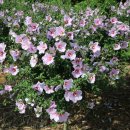 무궁화파크 이미지