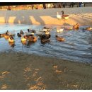 파랑새목장 이미지