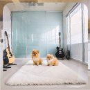 대바람 소리, 대금 - 기초편 | 수색 말티푸분양 전문가의 시선으로 본 선택 기준