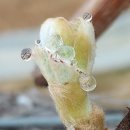 은상농장 | 🍇 김천의 햇살을 담아, 맛보장 손샤인 샤인머스켓 — 2025 김천포도축제 금상 수상 이야기
