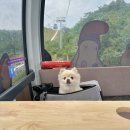 정선목장 | 강원도 정선 아이와 가볼만한곳 하이원 리조트 운탄고도 케이블카 양떼목장까지