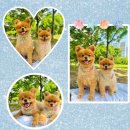 블링블링펫미용 | 펫인주얼리(여름에 착용하기 좋은 강아지목걸이)