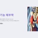 "중둔근의 기능해부학 Functional anatomy of the gluteus medius' / 리업필라테스 이미지