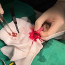 나은동물병원 이미지