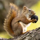 CHIPMUNK