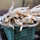 대일상회 이미지