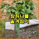 (텃밭) 계곡텃밭으로 참취나물 옮겨심기 이미지