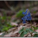 들꽃나라 이미지