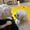 르라움 애견호텔 신암점 이미지