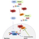 P-6529 | 암 치료를 위한 Nrf2의 약리학적 조절에 대한 논란