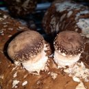 김포표고버섯농장 이미지