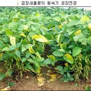 새올 티스토리