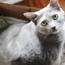 양주24시해든동물의료센터 이미지