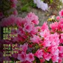 꽃들의 미소 이미지