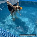 지디파크 이미지