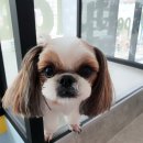 마이펫플레이텔 네이버블로그