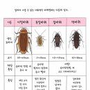 바퀴벌레