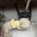 슈슈헤어샵 | [부천] 인생 레드컬러 찾았어요! 부천역 어밀리언헤어 시후원장님 염색 후기