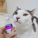 도도한걸 - 사천시 나무전길 12 | 고양이 펠리웨이 스프레이 불안감소 후기