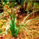 향기나라사랑이 | 한란(寒蘭) – 겨울에 피는 향기로운 난초, 제주가 키운 귀한 꽃