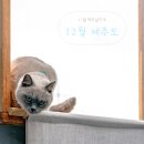 미깡PC | 11월 제주살이+12월 제주도여행_제주 관광지/핫플 모음