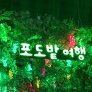 영동와인터널와인판매장 이미지
