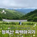 이화카 | 2026년 평창 청옥산 육백마지기 샤스타데이지 개화 6월 21일 방문 솔직 후기