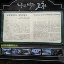 월정방풍림 이미지