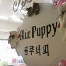 블루퍼피애견샵