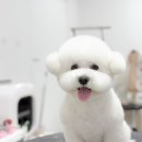 스타일펫 이미지