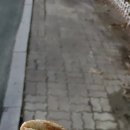 꾸어붕어빵