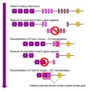 Re: Antibody(immunoglobulin) 이미지