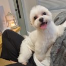 그루미뇽 이미지