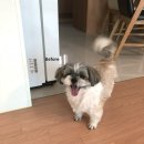 뚱이미용실 | 평택 동삭동 애견미용 또루밍, 배냇 미용 내돈내산 후기 🐶