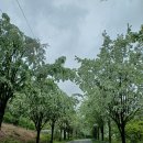 대광청과 이미지