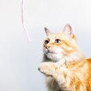 평화동물병원 이미지