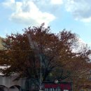 백운산 캠핑장 | 가을 단풍 속 아담한 힐링, 포천 도리돌캠핑장 카바나 데크 후기