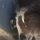 다복목장 이미지