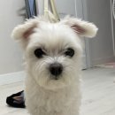 그랜드동물병원 | 후지 마비 왔던 타마의 근황