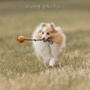멍멍하우스 | 퍼니멍멍 갤럭시하우스 직접 다녀온 솔직 후기