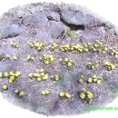 함초롬농원 이미지