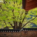 완주 오성한옥마을 관광안내소 | &#39;BTS 성지&#39; 오성한옥마을 완벽 가이드 (아원고택, 주차, 카페 꿀팁)