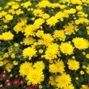 25년 대전 유성 유림공원 국화축제 전 장면 이미지